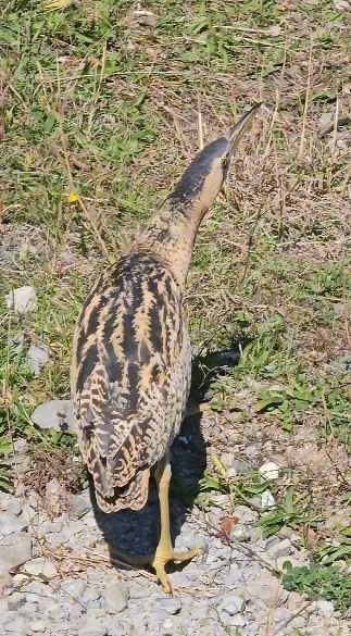 nesli-tukenmekte-olan-guney-amerika-balabani-artvinde-goruldu