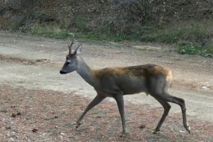 ormanda-yiyecek-arayan-karacalar-fotokapanda