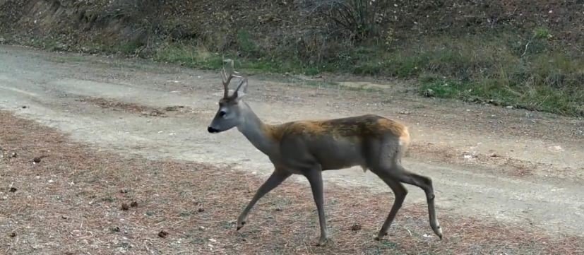 ormanda-yiyecek-arayan-karacalar-fotokapanda