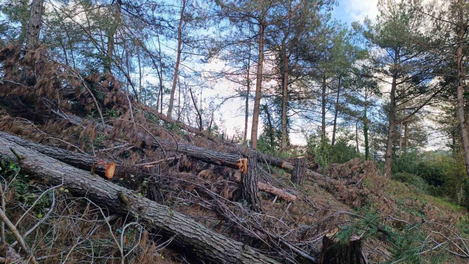 payas-kirsali-ormanlik-alanda-20-adet-kizilcam-agaci-kesilmis-halde-bulundu