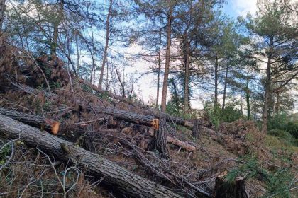 payas-kirsali-ormanlik-alanda-20-adet-kizilcam-agaci-kesilmis-halde-bulundu