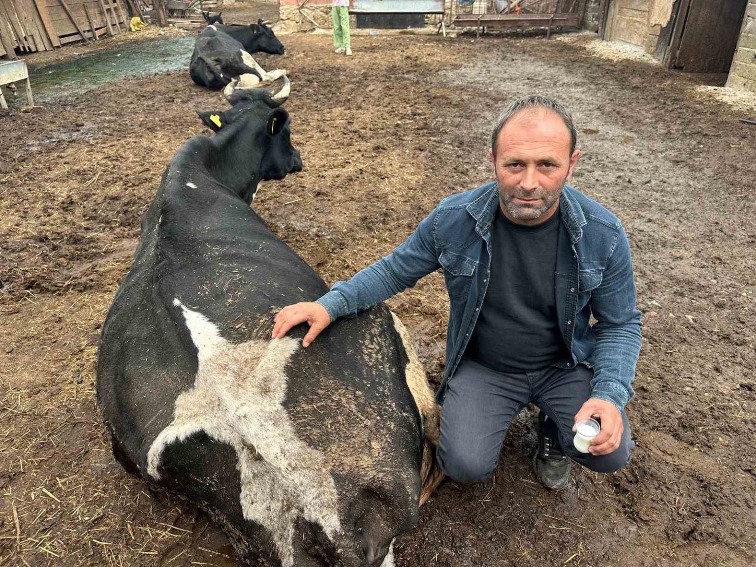 sap-vurdu-35-litre-sut-veren-sigirdan-bir-cay-bardagi-sut-almaya-basladi