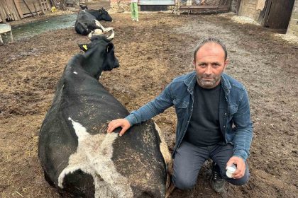 sap-vurdu-35-litre-sut-veren-sigirdan-bir-cay-bardagi-sut-almaya-basladi