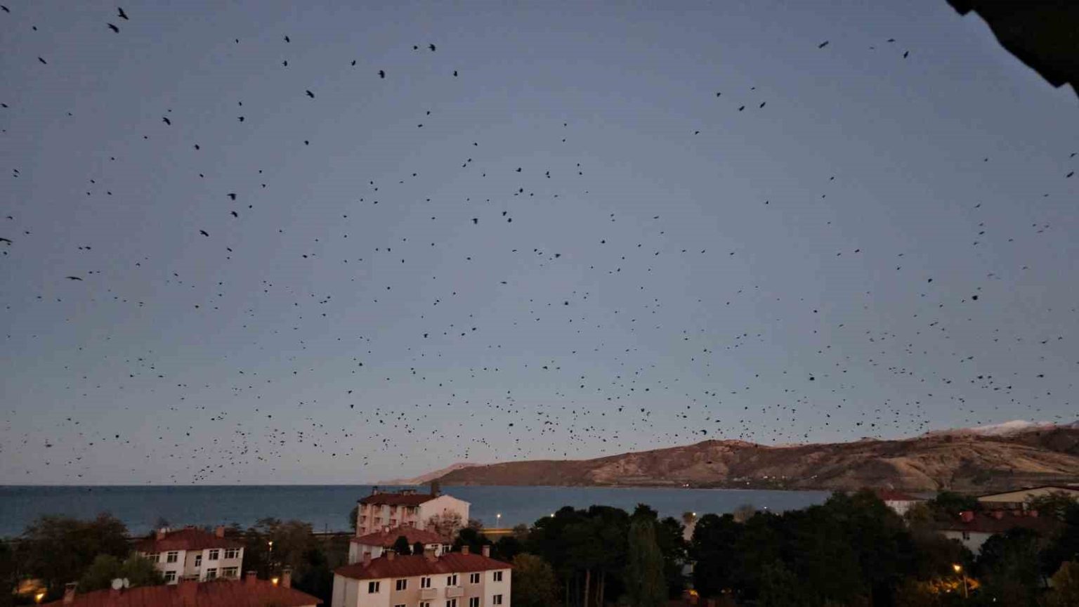 tatvanda-gokyuzu-kargalarla-karardi