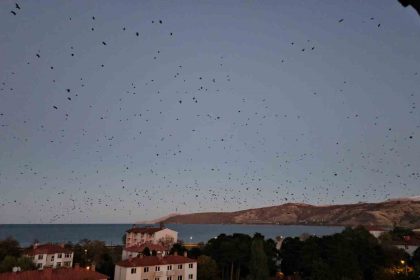 tatvanda-gokyuzu-kargalarla-karardi