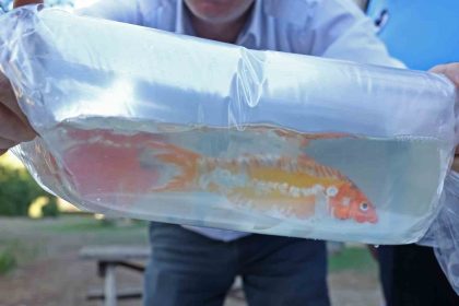 taylandtan-sus-baliklari-tokattan-horoz-istanbuldan-kalkan-baligi