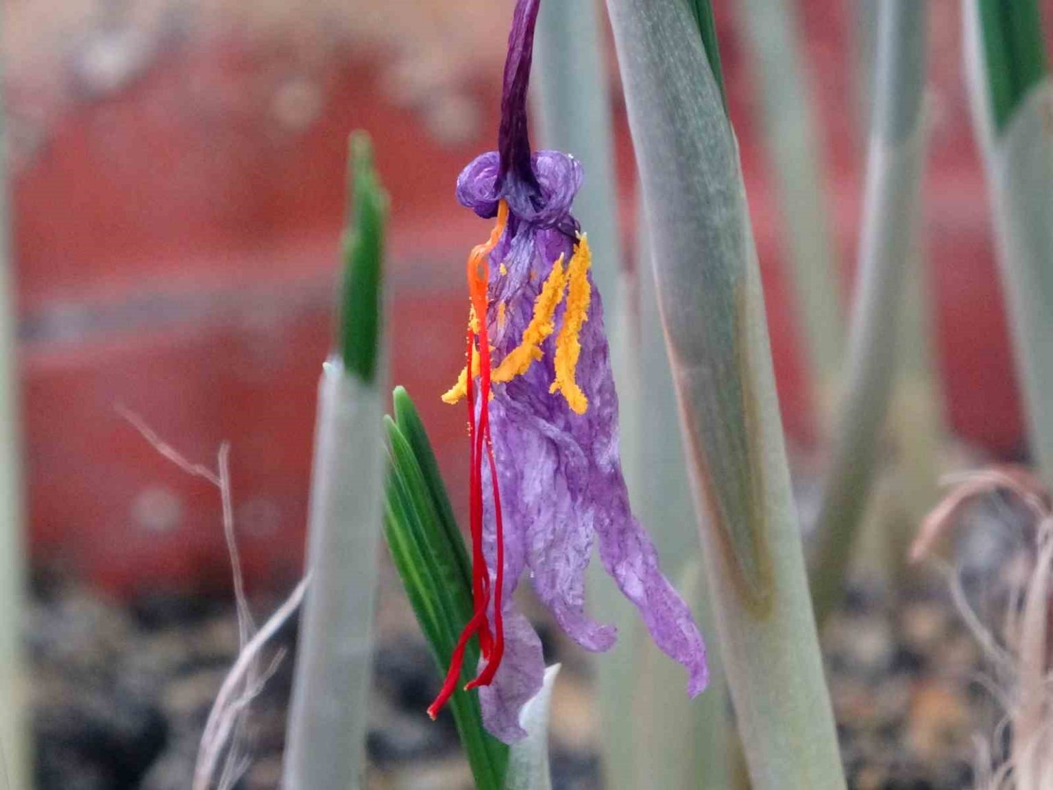 vanf-herbaryumunda-safran-koruma-altinda