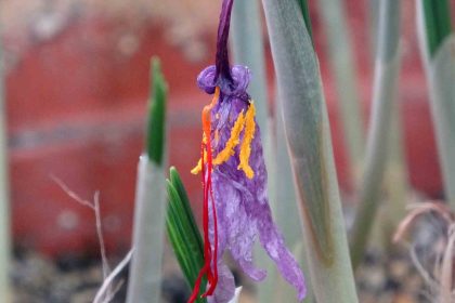 vanf-herbaryumunda-safran-koruma-altinda