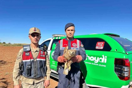 yarali-kizil-sahin-koruma-altina-alindi