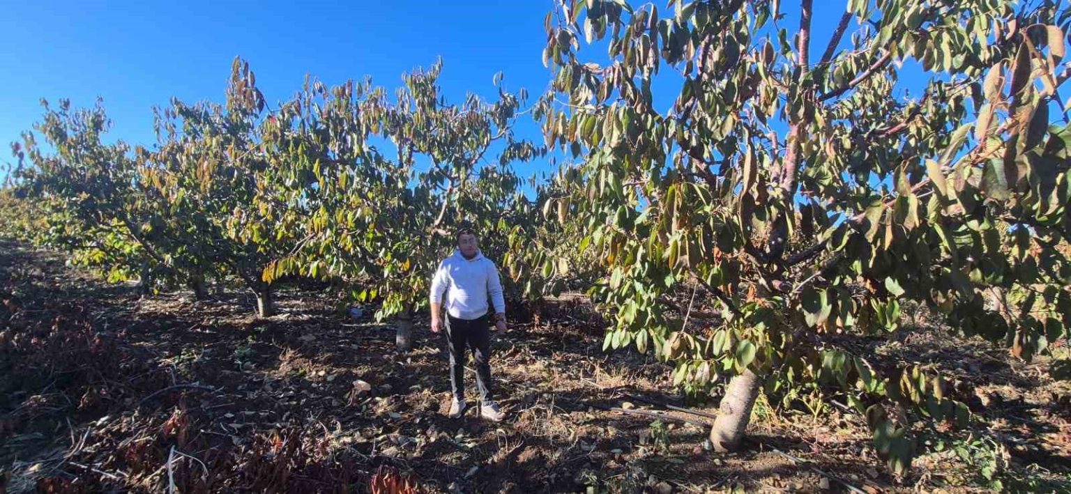 zirai-dondan-etkilenen-kiraz-ureticisinden-devlete-destek-tesekkuru