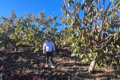zirai-dondan-etkilenen-kiraz-ureticisinden-devlete-destek-tesekkuru