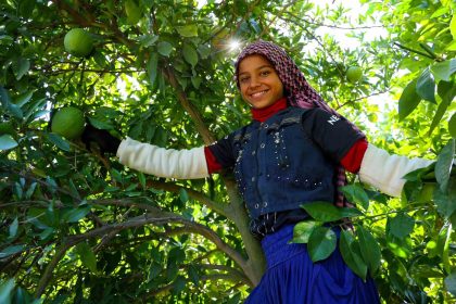 adanada-portakal-hasadi-basladi-360-bin-ton-rekolte-bekleniyor