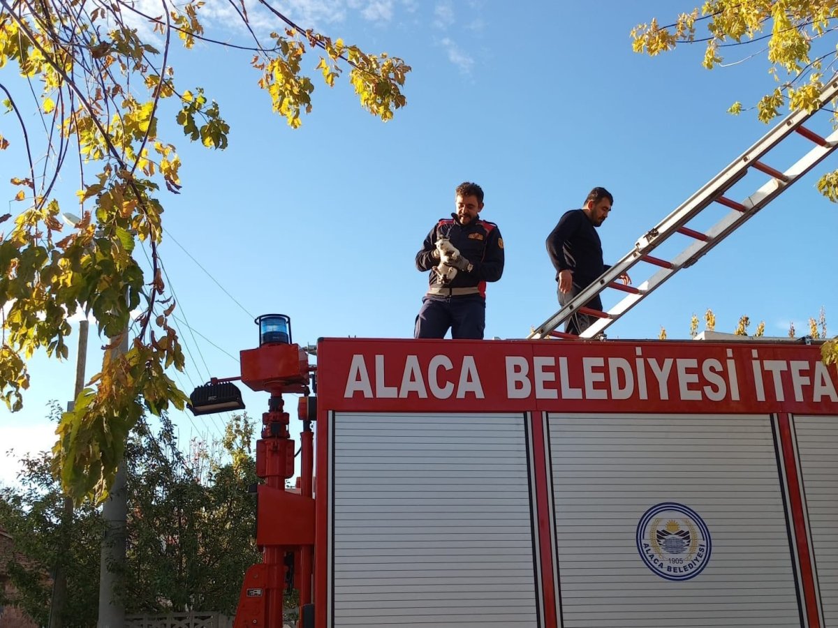 agacta-mahsur-kalan-yavru-kedi-itfaiye-ekiplerince-kurtarildi