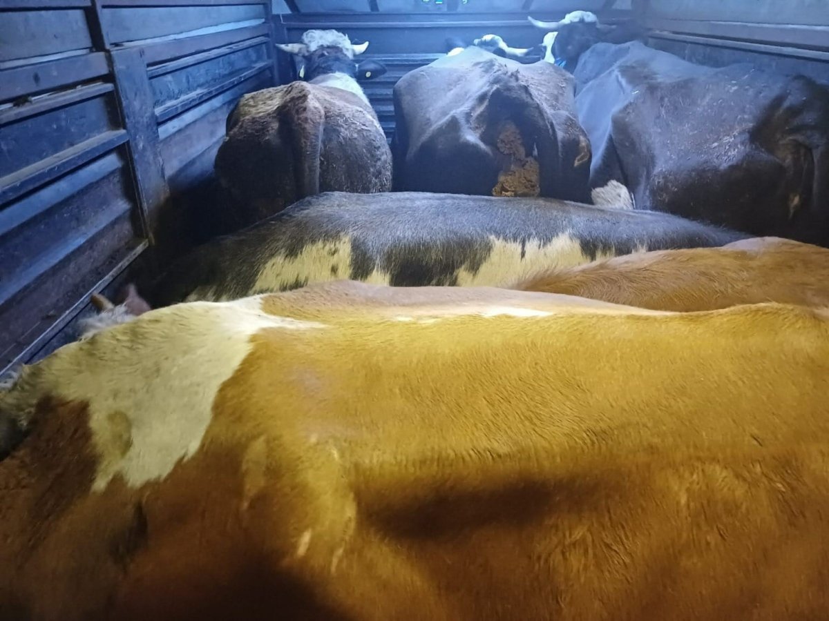 artvinde-film-gibi-hayvan-hirsizligi