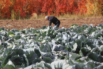 deden-toruna-kalan-ata-tohumundan-uretilen-lahanalarin-hasadi-basladi