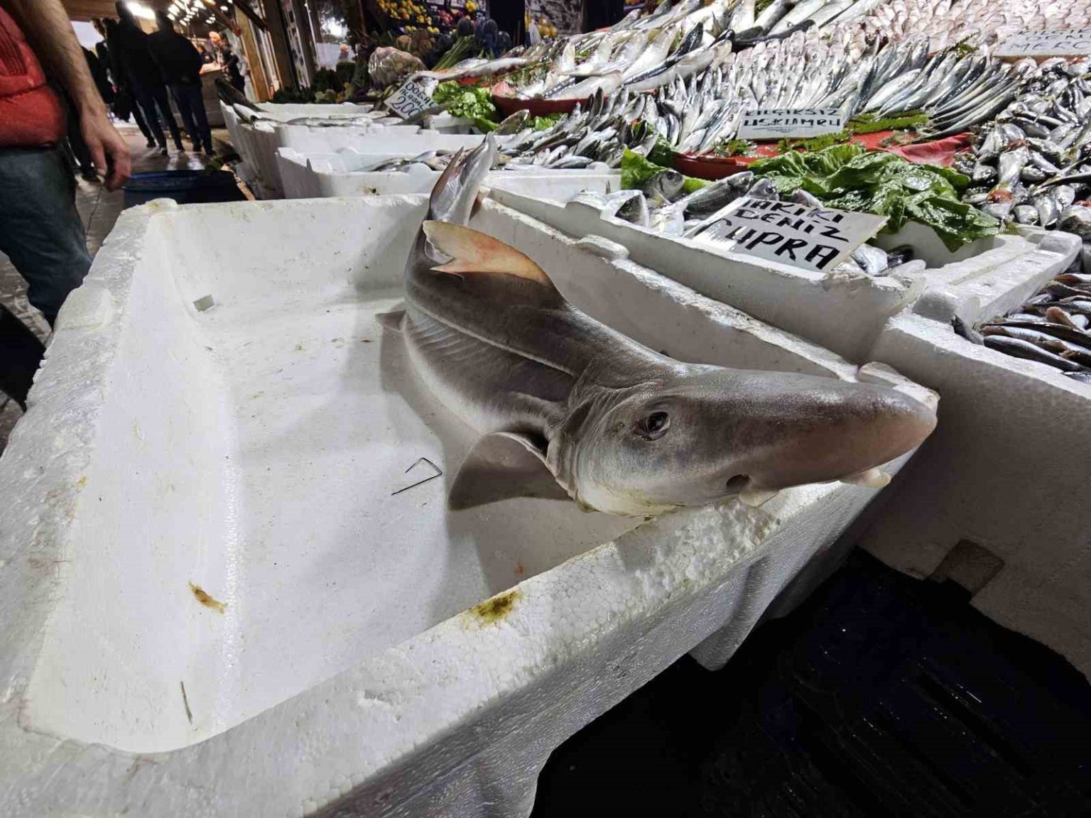 elazigda-satisa-cikarilan-kopek-baligi-ilgi-odagi-oldu