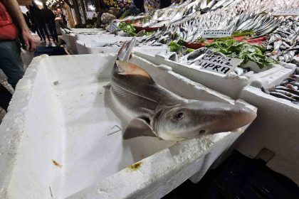 elazigda-satisa-cikarilan-kopek-baligi-ilgi-odagi-oldu