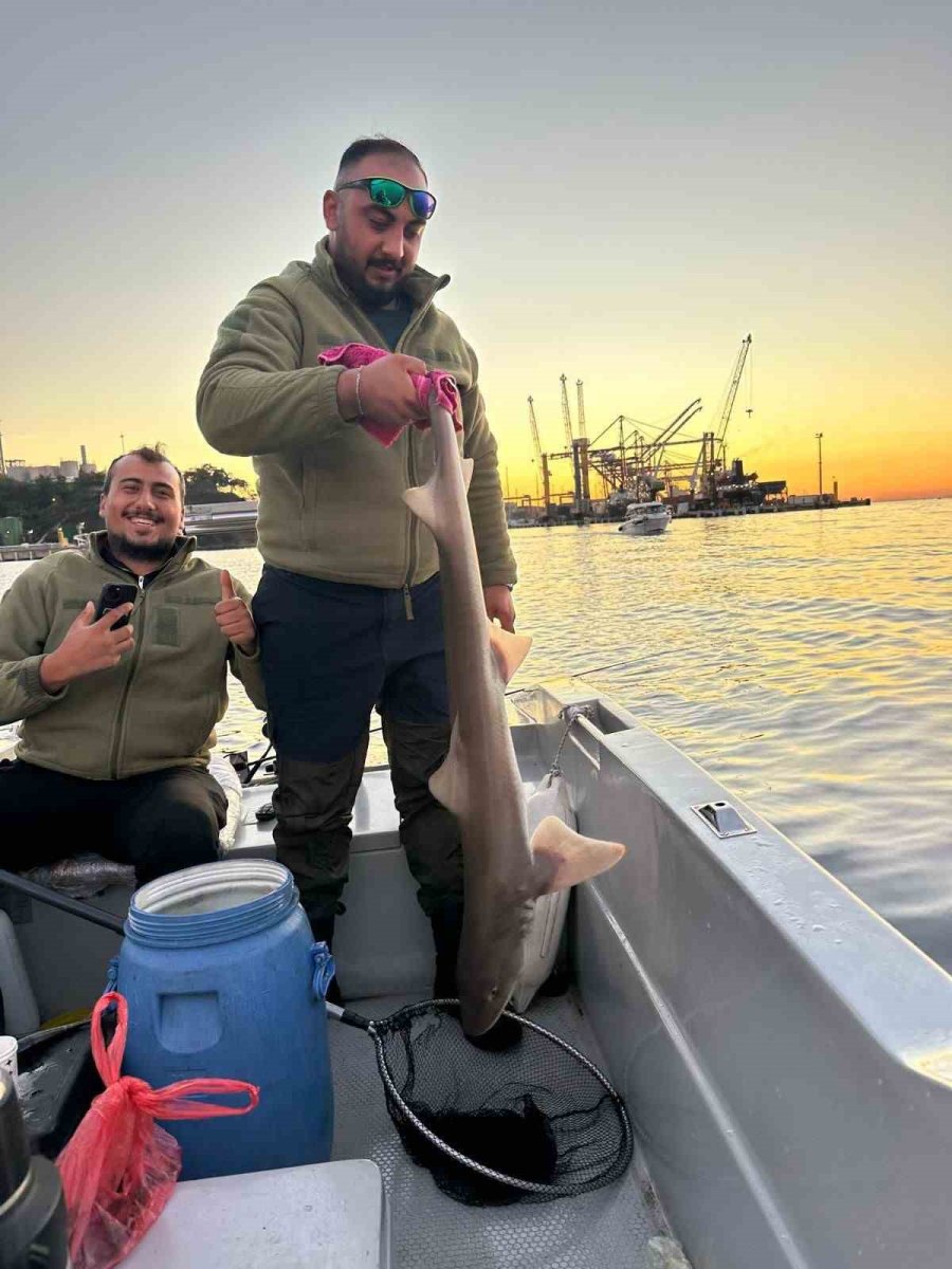 gemlik-korfezinde-balikcilarin-oltasina-kopek-baligi-takildi