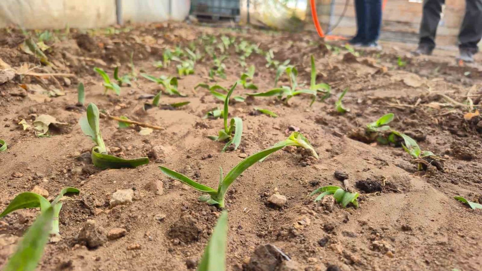 kadin-ureticilere-salep-fidesi-dagitildi