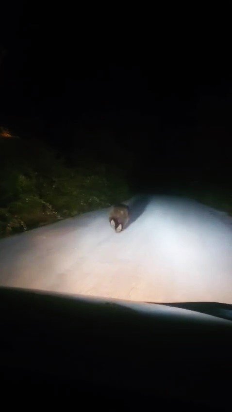 karabukte-yolda-kosan-ayi-kamerada