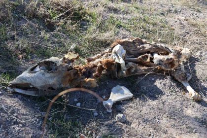 nevsehirde-bos-araziye-atilmis-8-buzagi-kadavrasi-bulundu