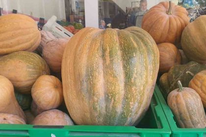 paluda-ata-tohumu-kabaklar-35-kiloya-ulasti