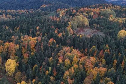 sinopta-sonbaharda-renk-cumbusu-yasaniyor