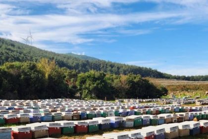 sokede-arili-kovan-tespiti-yapildi