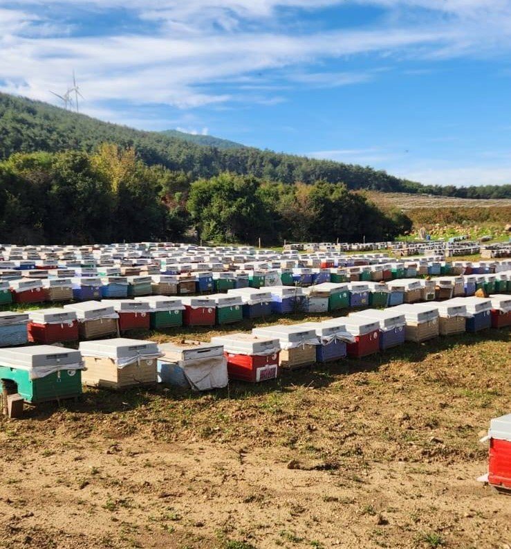 sokede-arili-kovan-tespiti-yapildi