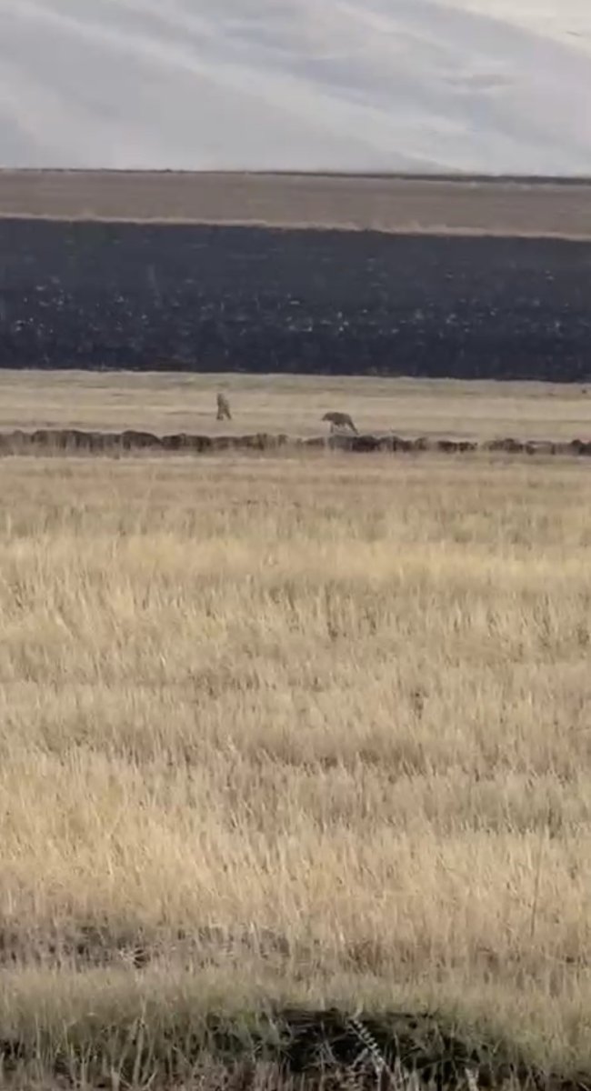 susuzda-kurt-surusu-goruntulendi