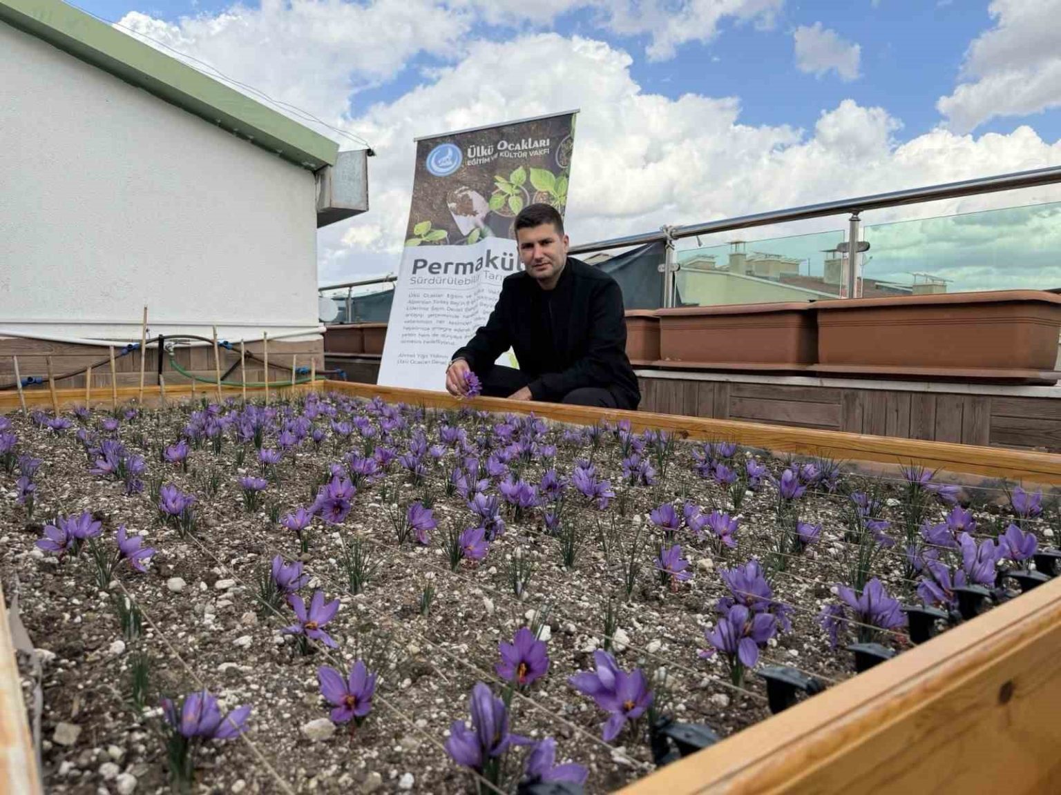 ulku-ocaklari-genel-merkezinin-terasinda-safran-hasadi