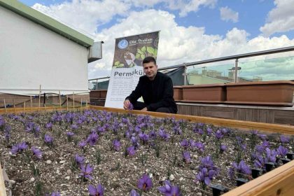 ulku-ocaklari-genel-merkezinin-terasinda-safran-hasadi