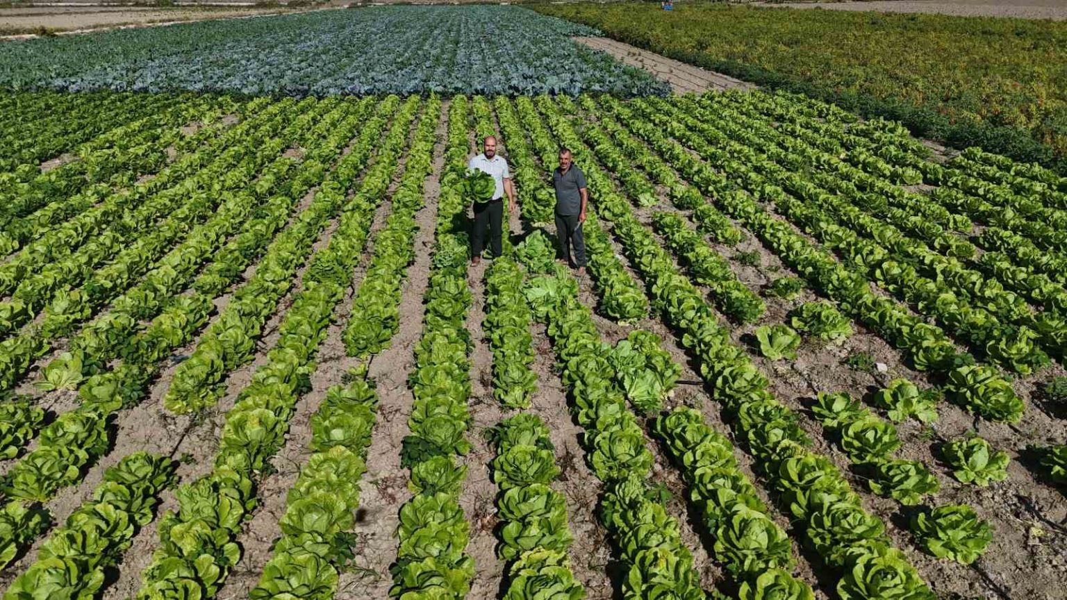 yagmurlarin-bereketi-arttirdigi-amik-ovasinda-hasat-edilen-marul-25-tlden-alici-buluyor