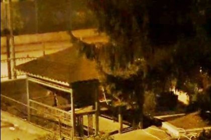 zonguldakta-mezarlikta-iki-ayi-yavrusu-goruldu