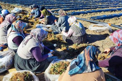 400-donumluk-cilek-projesi-bolge-ekonomisine-can-verecek