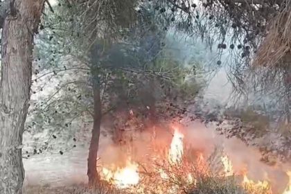 adanada-bir-cocugun-cikardigi-one-surulen-yanginda-100-zeytin-agaci-yandi