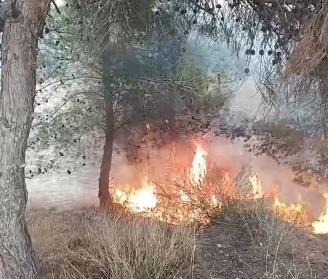 adanada-bir-cocugun-cikardigi-one-surulen-yanginda-100-zeytin-agaci-yandi