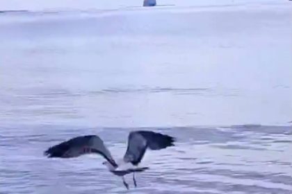 ayagina-dolanan-sahte-oltayla-yaralanan-marti-tedavisinin-ardindan-dogal-ortaminda