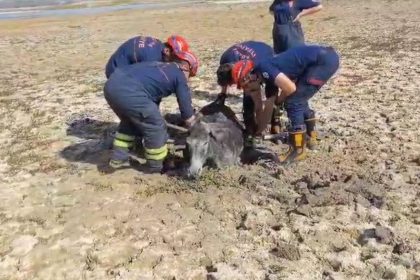 camura-saplanan-esegi-itfaiye-ekipleri-kurtardi