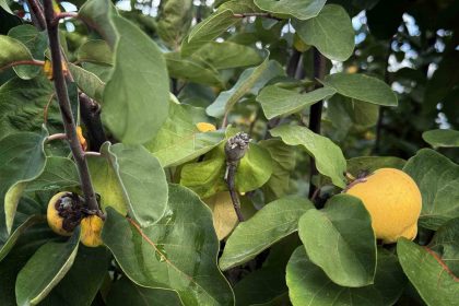 dallarin-altin-sarisini-don-vurdu-10-donum-tarladan-2-kasa-ayva-cikti