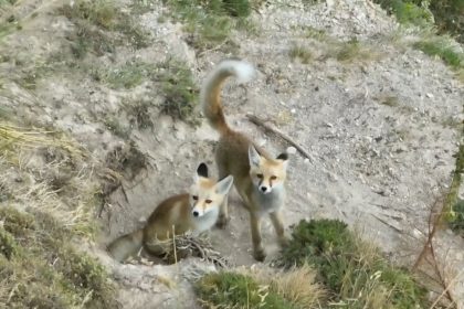 doganin-sevimli-yuzu-tilki-ailesi-havadan-goruntulendi