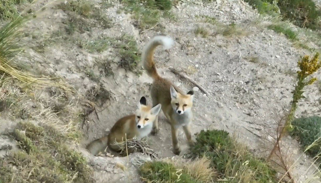 doganin-sevimli-yuzu-tilki-ailesi-havadan-goruntulendi