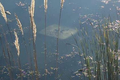 ehliyetsiz-surucu-aracla-golete-dustu