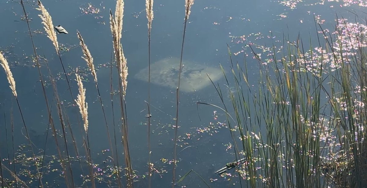 ehliyetsiz-surucu-aracla-golete-dustu