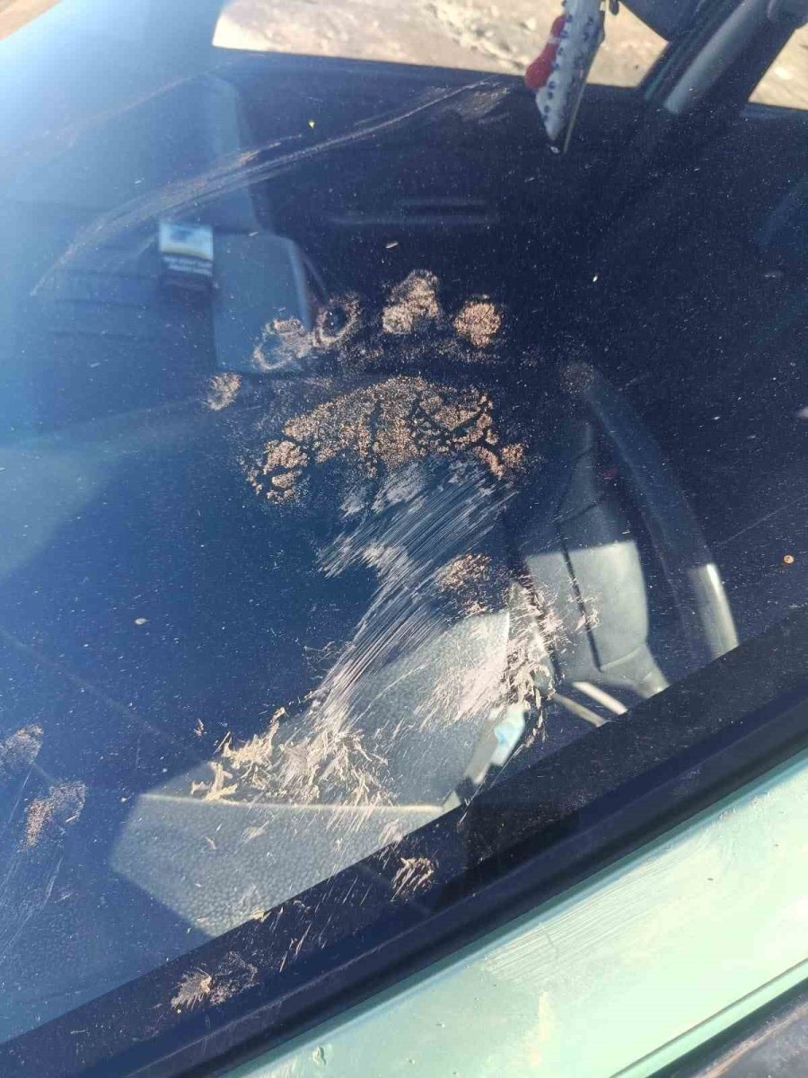 gumushanede-ayi-park-halindeki-araca-saldirdi