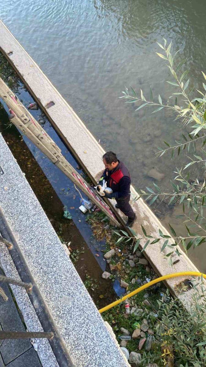 gumushanede-caya-dusen-yavru-kediyi-itfaiye-ekipleri-kurtardi