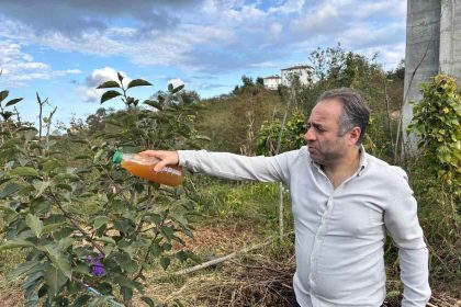 kadife-cicegi-ve-soganla-kahverengi-kokarcaya-dogal-cozum