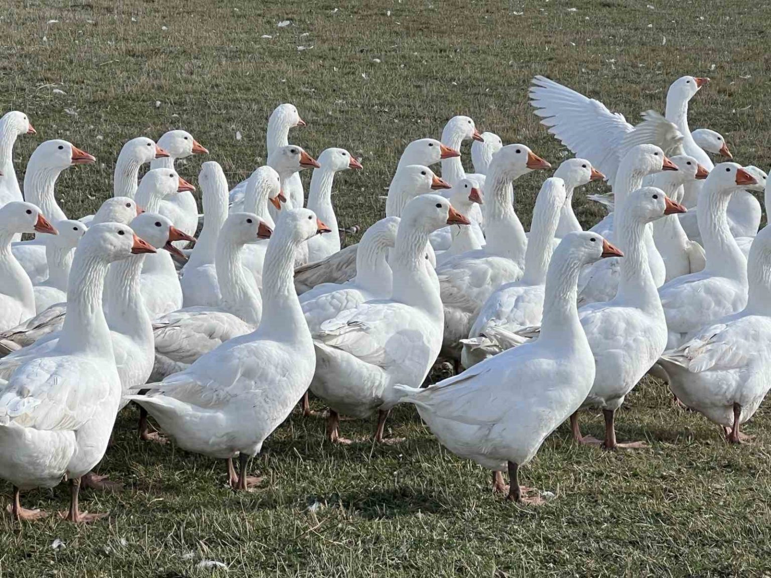 karsta-sofralarinin-vazgecilmezi-kar-yiyen-kazlar-kesime-hazir