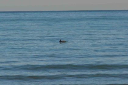 orduda-yunus-soleni-balik-avi-kameralara-yansidi