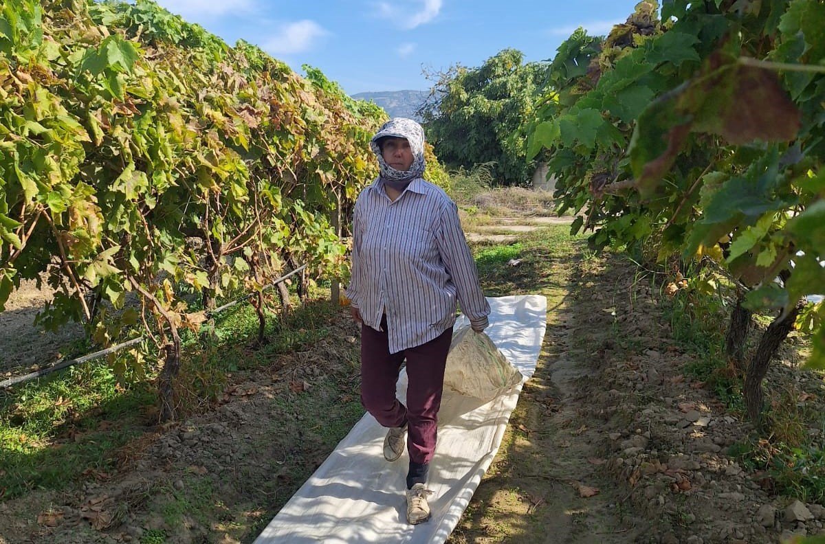 sarigoldeki-baglarda-ortu-toplama-mesaisi-basladi